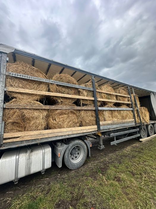 Baloti fan sau lucerna Rotunzi 40.Drept.500;Pomi Aluni Nuc.Castan.Afin