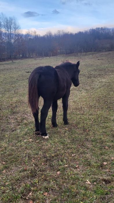 Vând mânz armăsar