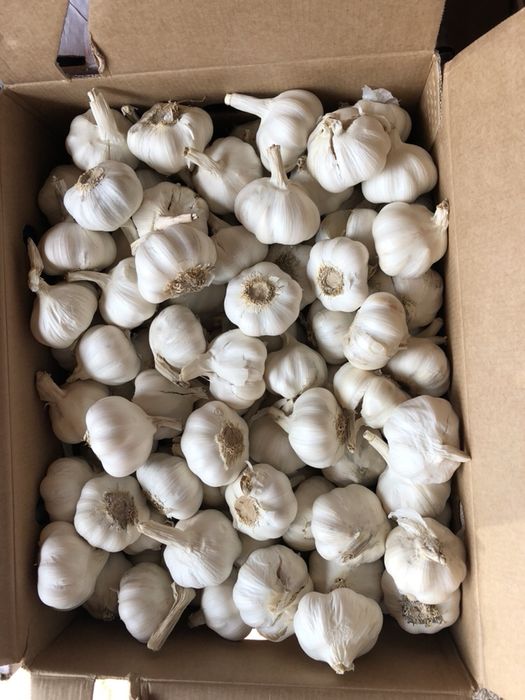 Usturoi pentru mezeluri si murat