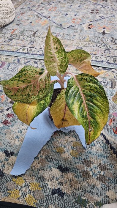 Plante Aglaonema superbe