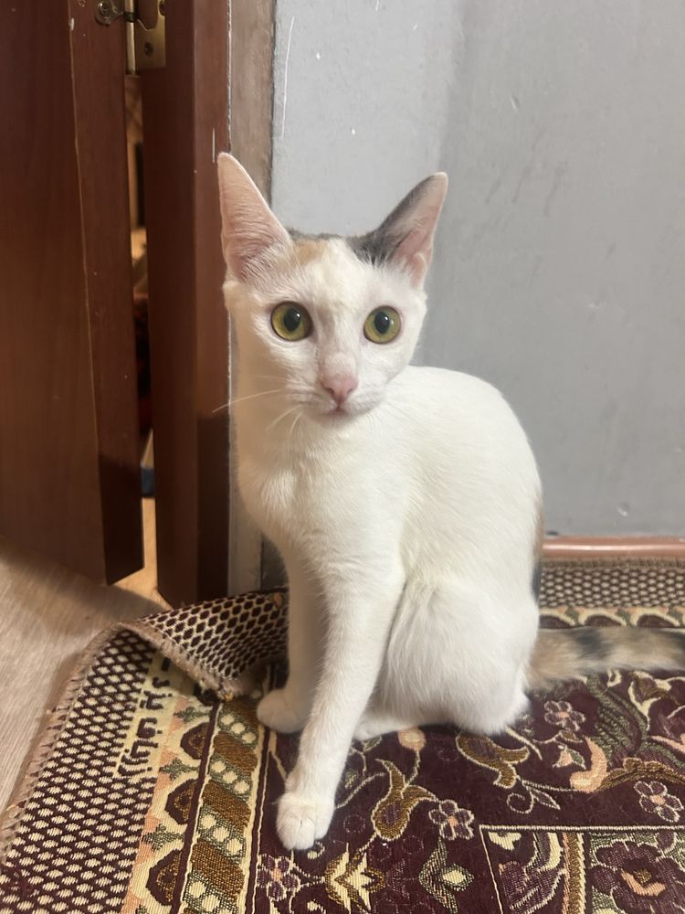 Кошки и котенок