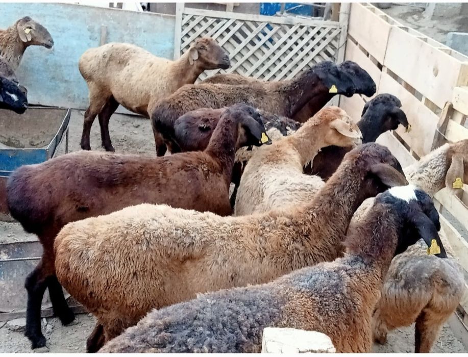 Кои токты бар сатылатын