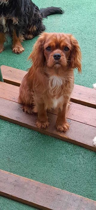 Cavalier King Charles Spaniel