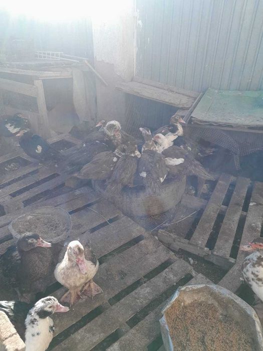 Индо утки  породистые