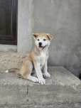 Akita inu Japonez