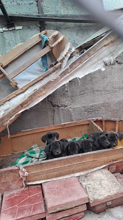 Продавам Кане корсо.Родени на 30.07.2025 г.Остана едно женско!