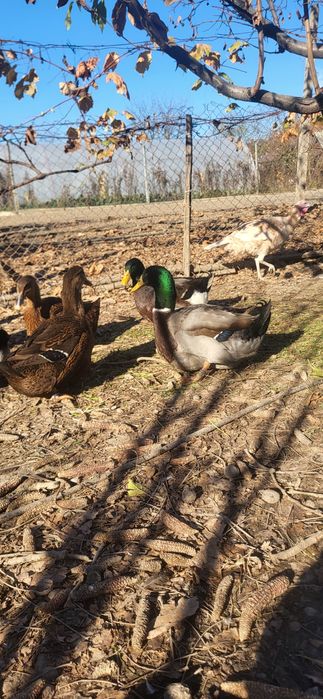 Vând rate rouen original 2025