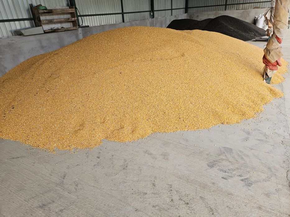 Porumb boabe si Floarea soarelui, recolta 2025