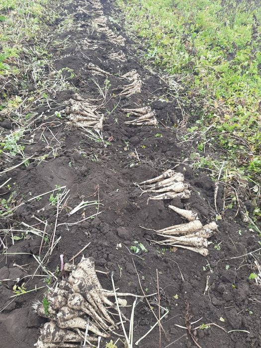 Păstârnac de vânzare