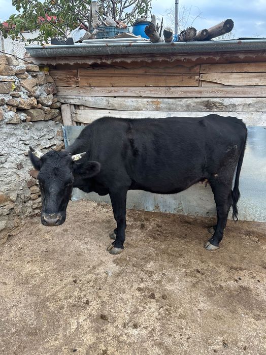 Свободни животни обл Хасково