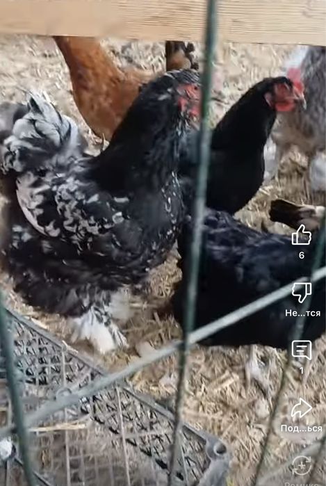 Dakan xoroz va tovuqlar