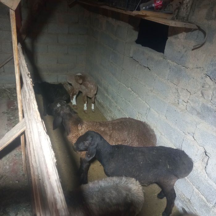 Токты кошкар бар