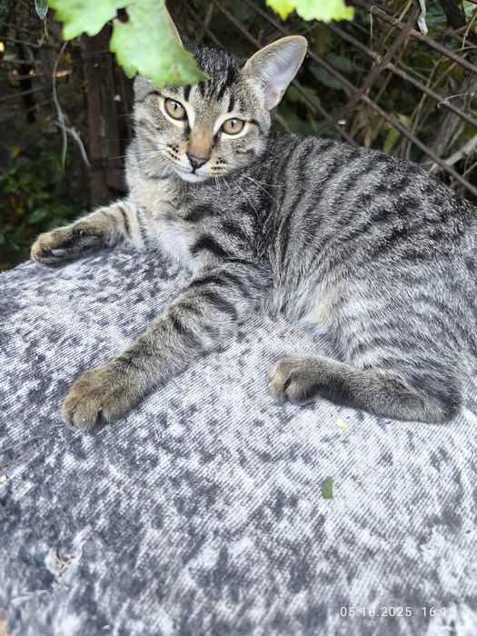 Отдам даром котят