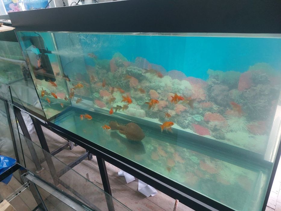 Akvariumlar bor .