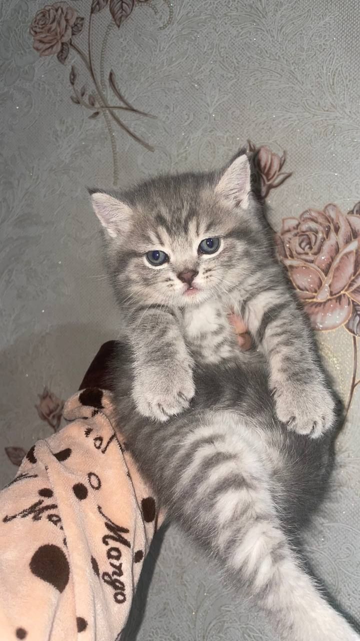 Shenshila 2 oylik