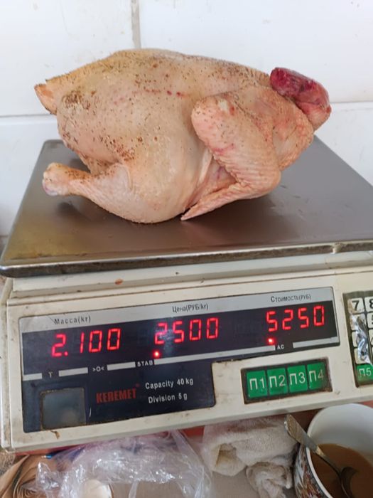 Мясо домашнего бройллера