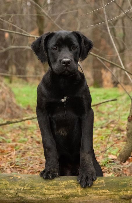 Cane Corso 5 luni Mascul