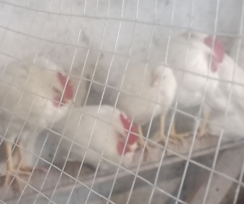 Петушки Легорн стандарт