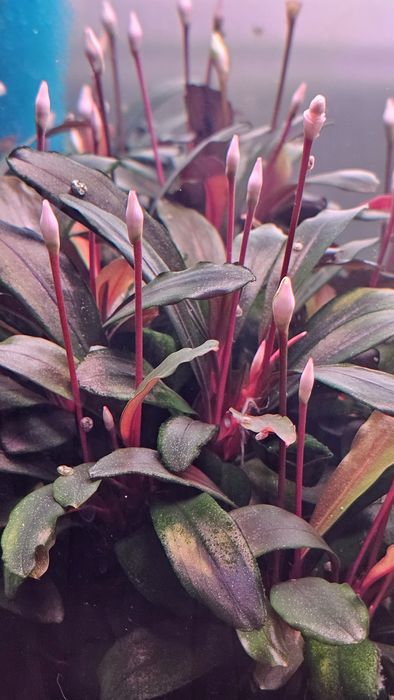 Plante de acvariu: Bucephalandra Serimbu Brown