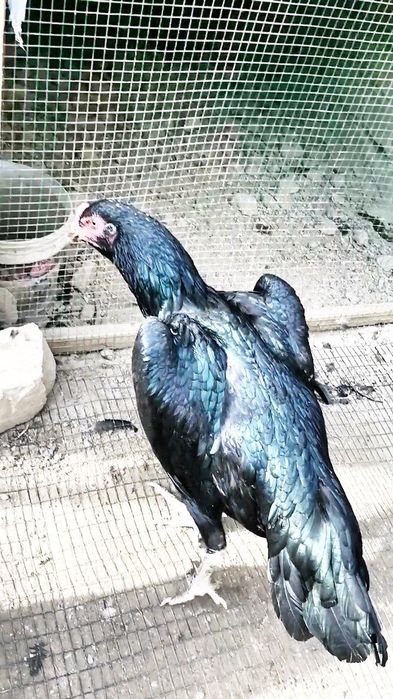 imperia shamo makyoni