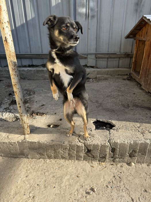 Отдам в добрые руки.