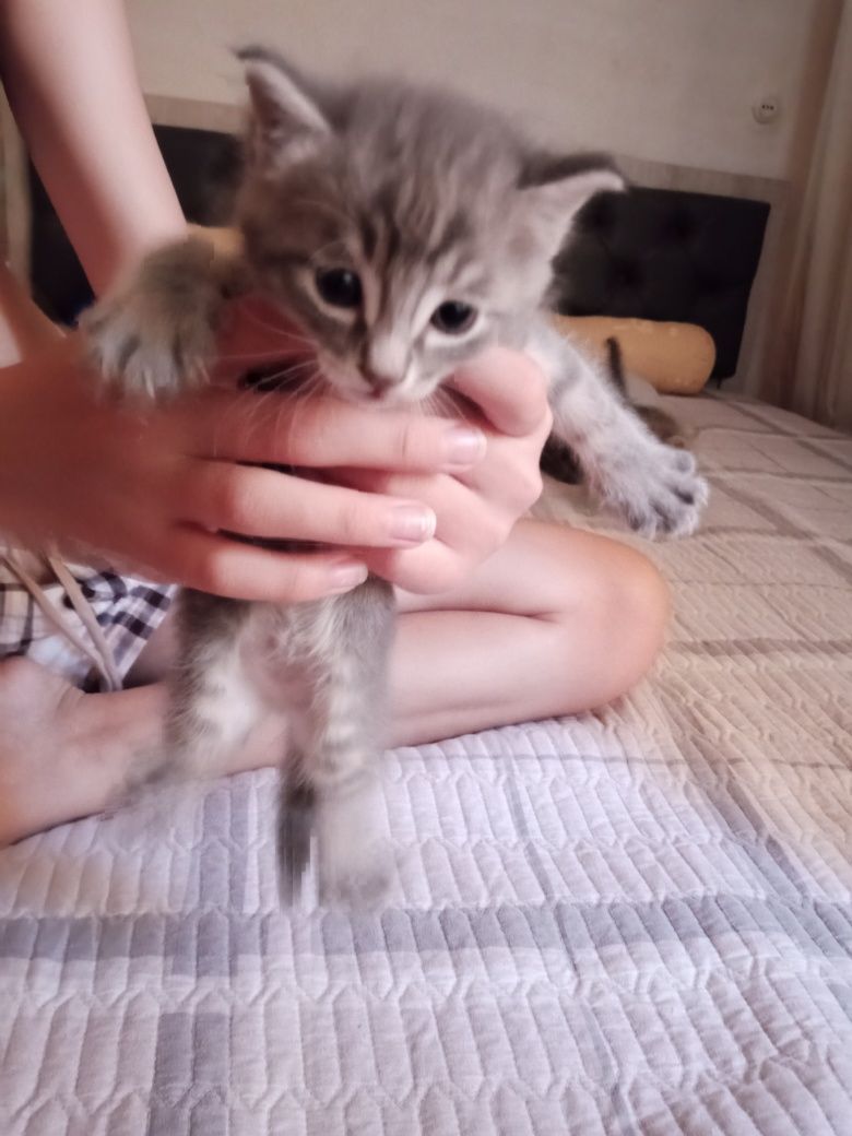 Отдам даром котят