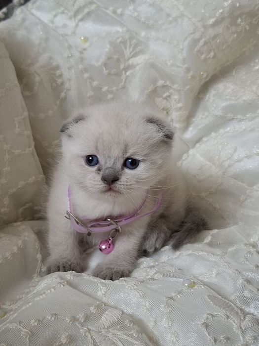 Продаються котята