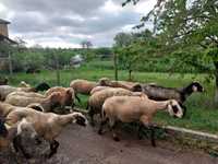 Овце за дамазлък и за курбани