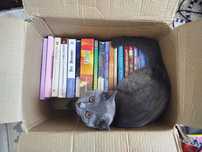 Scottish fold mushuk sotiladi