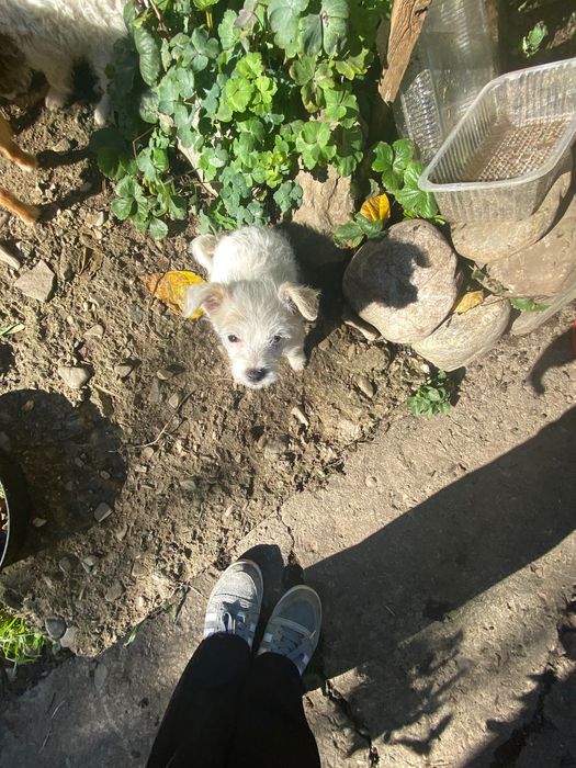 ADOPȚIE pui 4 luni