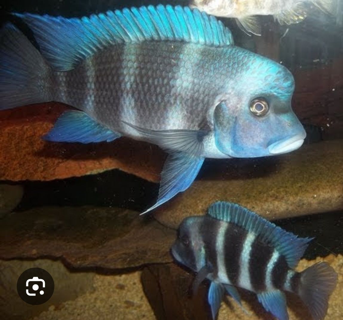 Продам Cyphotilapia Gibberosa blue Mpimbwe