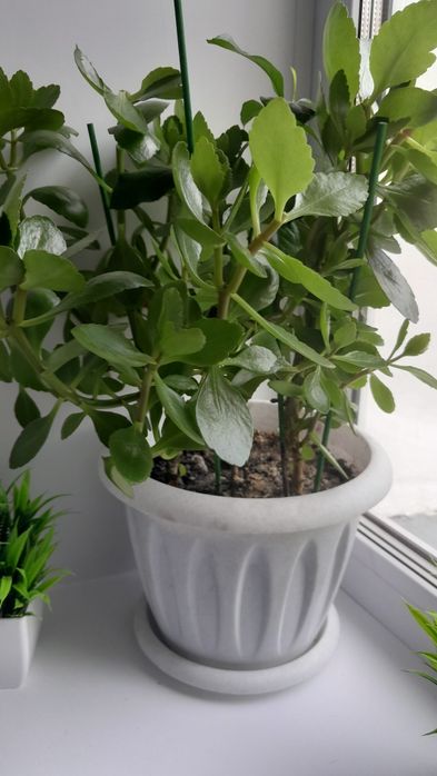 Срочно продам цветы.