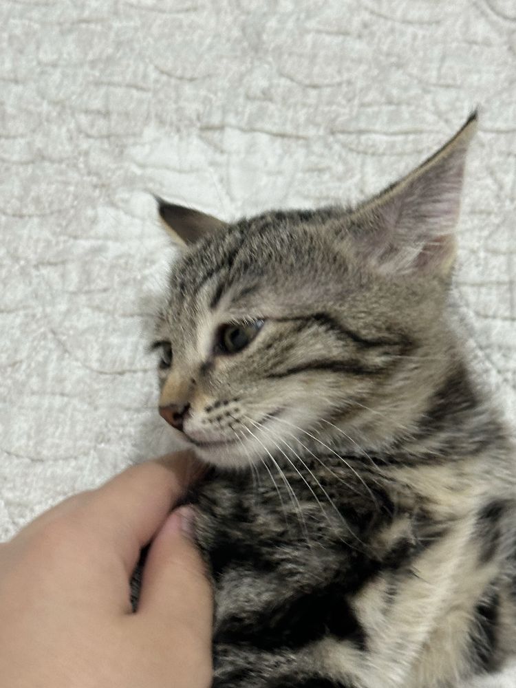 Домашние котята