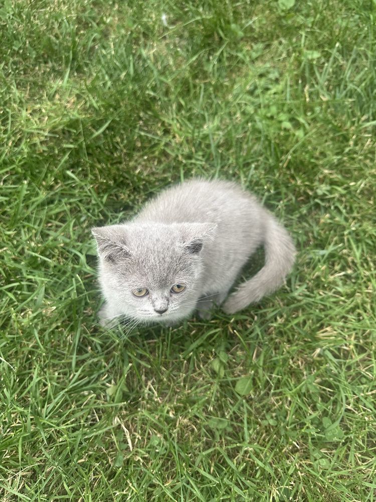Pisica British Shorthair