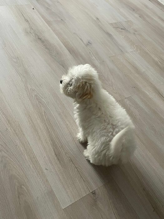 Bishon maltez cuminte