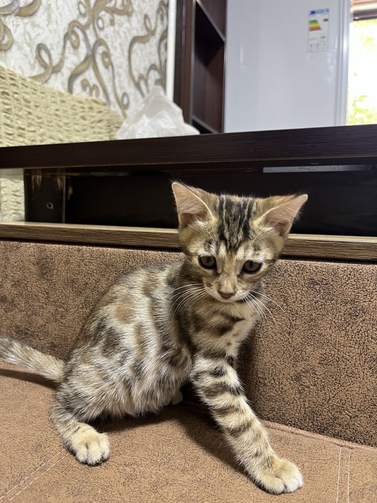 Bengalsky mushuk srochni sotiladi !!!