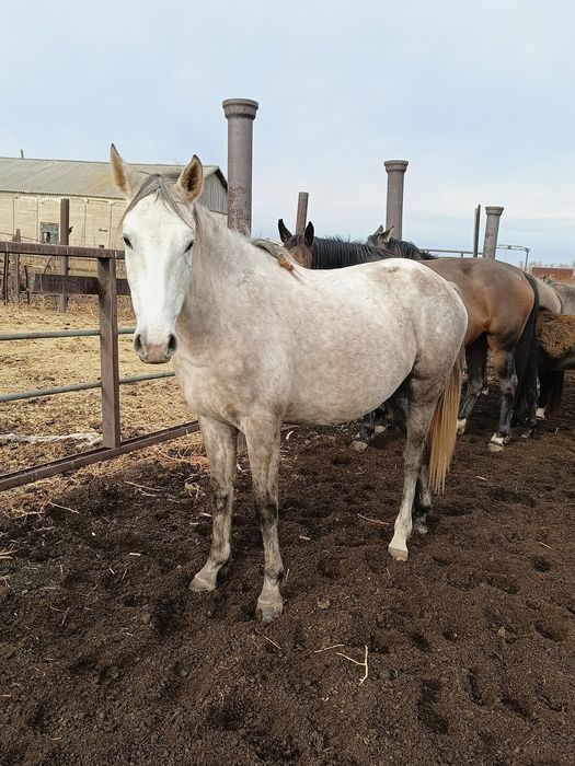 Ассалаумағалейкум