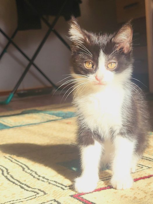 Чёрный котенок с оттенком белого.