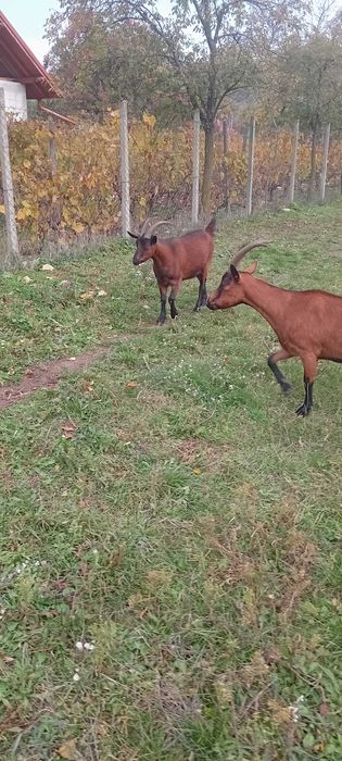 Vând capre alpine franceze