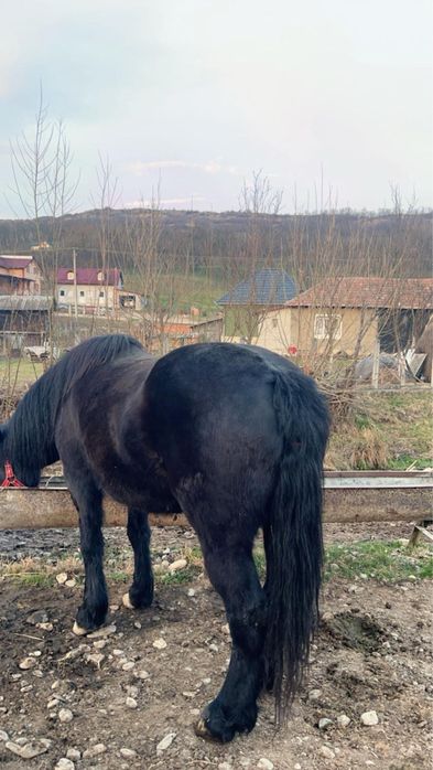 Iapă neagră,………..