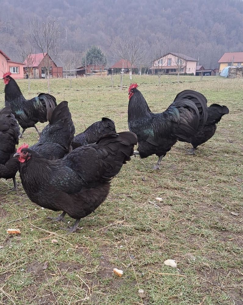 Oua gaini australorp