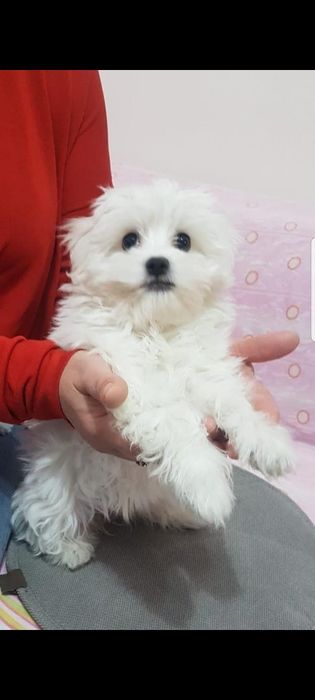 Bichon maltez băiețel mini toy
