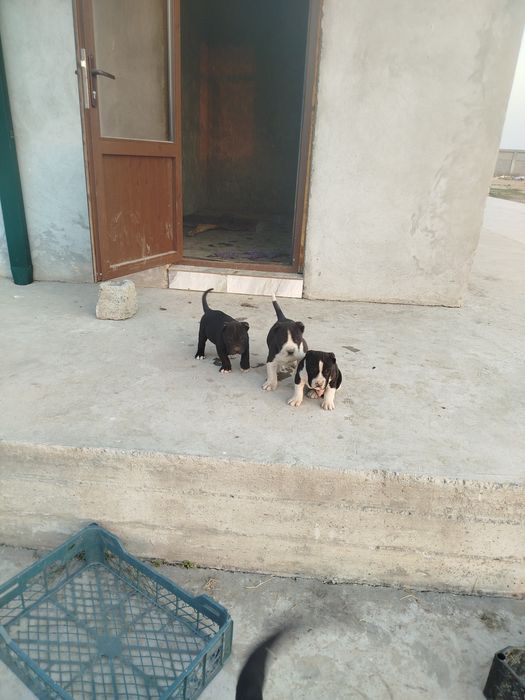 Gibrit alabaylar sotiladi