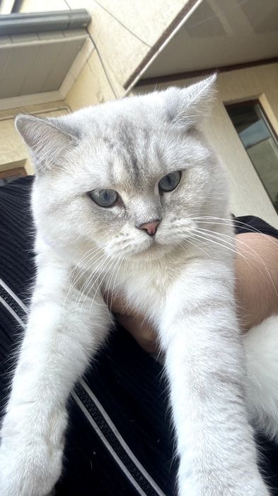 British Shorthair Chinchilla