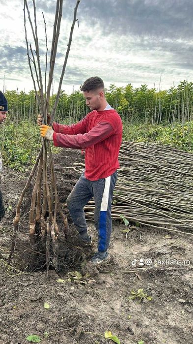 Va ajutam cu infiintarea livezilor/subventionate de stat.Nuci/Aluni-RO