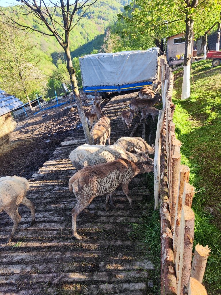 Familie cerbi carpatin