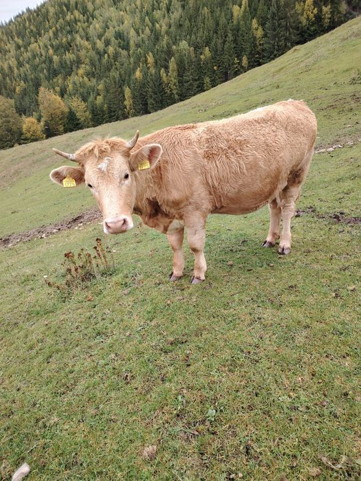 Vaci de vânzare  muntele rece cluj