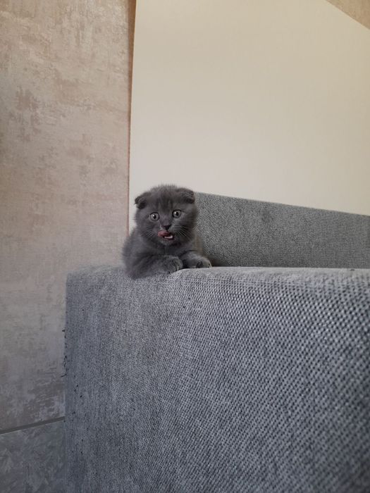 Срочно продаётся котята