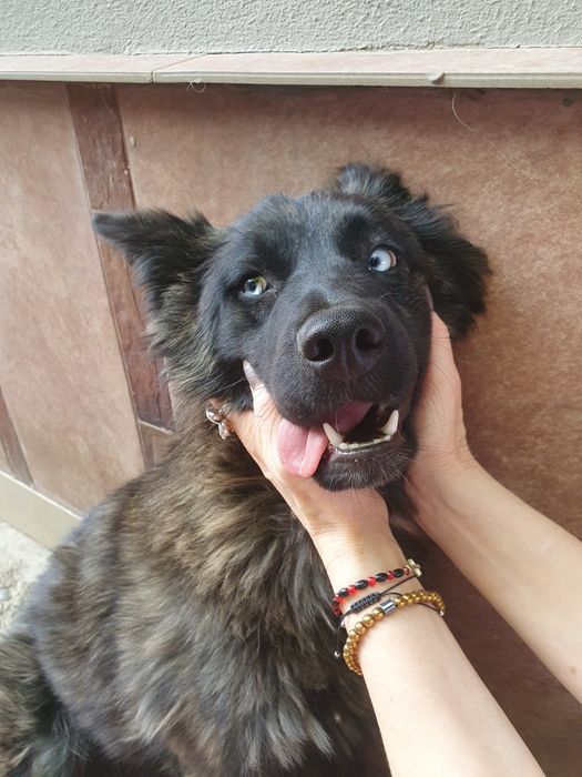 Cățeluși spre adopție