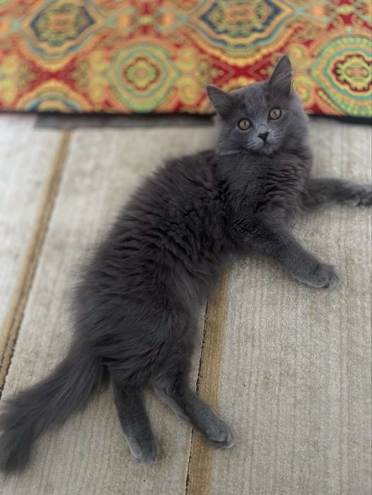 Котенок 3-4 месяца